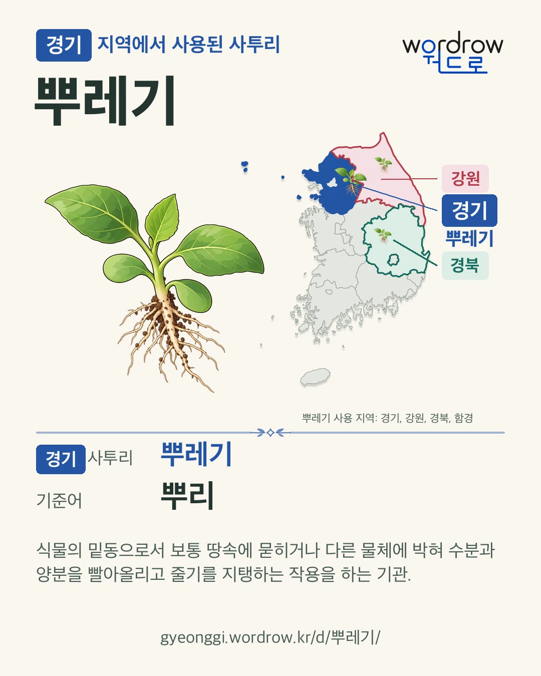경기 지역에서 사용된 사투리 ‘뿌레기’. 기준어: 뿌리. 기록 지역을 표시한 카툰 삽화와 지도 카드.