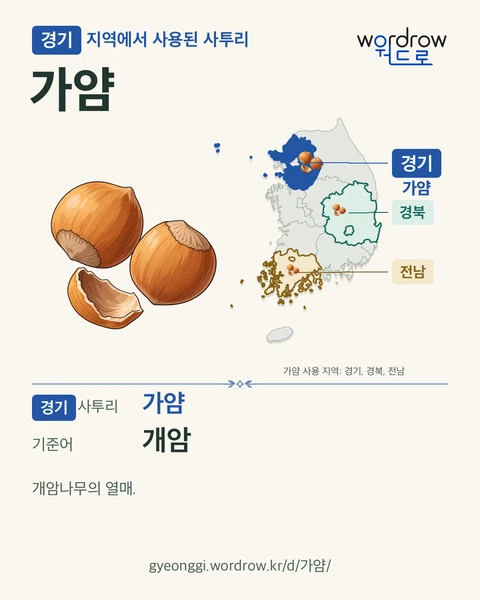 경기 지역에서 사용된 사투리 ‘가얌’. 기준어: 개암. 기록 지역을 표시한 카툰 삽화와 지도 카드.