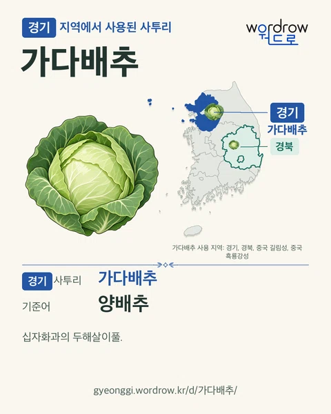 경기 지역에서 사용된 사투리 ‘가다배추’. 기준어: 양배추. 기록 지역을 표시한 카툰 삽화와 지도 카드.