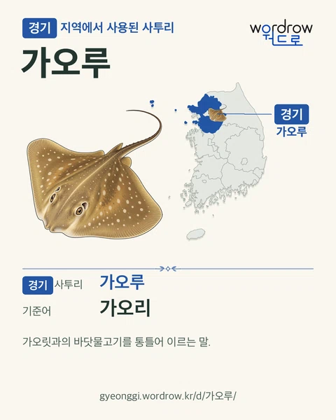 경기 지역에서 사용된 사투리 ‘가오루’. 기준어: 가오리. 기록 지역을 표시한 카툰 삽화와 지도 카드.