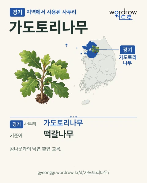 경기 지역에서 사용된 사투리 ‘가도토리나무’. 기준어: 떡갈나무. 기록 지역을 표시한 카툰 삽화와 지도 카드.