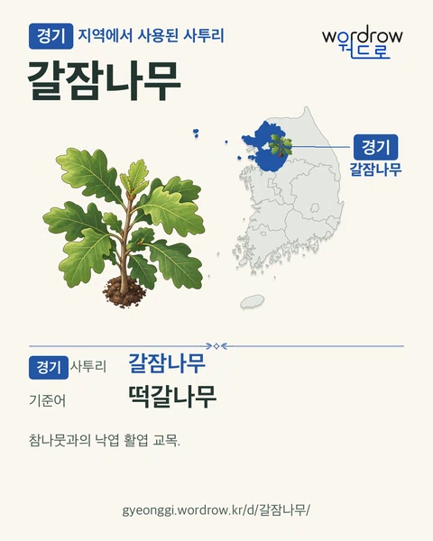 경기 지역에서 사용된 사투리 ‘갈잠나무’. 기준어: 떡갈나무. 기록 지역을 표시한 카툰 삽화와 지도 카드.